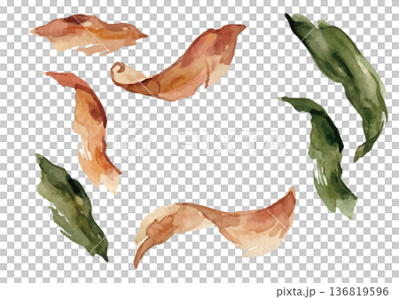 水彩風格的鰹魚片和海帶插圖 136819596