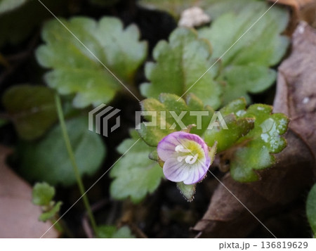 イヌノフグリの花 136819629