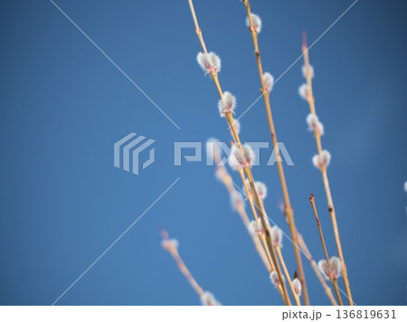 晴れた2月に芽吹いた「コリヤナギ（行李柳）」 136819631