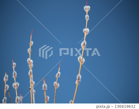 晴れた2月に芽吹いた「コリヤナギ（行李柳）」 136819632