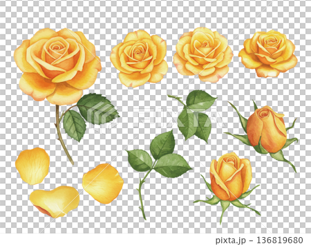 水彩父親節黃玫瑰插畫套裝 136819680