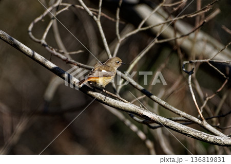 枝に止まるヒタキ科ジョウビタキ♀ 136819831