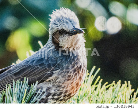 庭の来訪者　ヒヨドリのポートレート 136819943