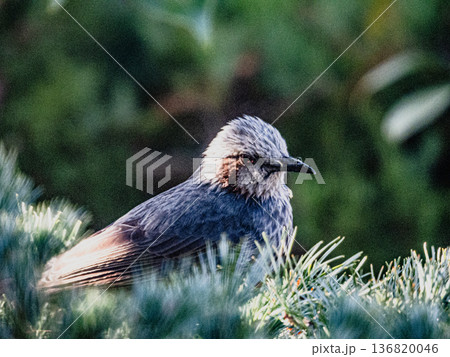 庭の来訪者　ヒヨドリのポートレート 136820046