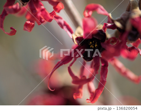 晴れた2月に咲いたハマメリス･インターメディア「ダイアン」の赤い花 136820054