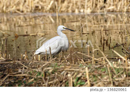 冬の水辺 サギ科コサギの採食 136820061