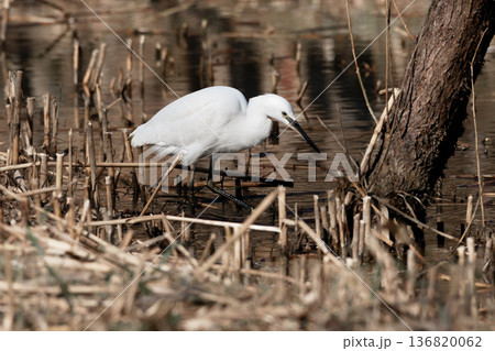 冬の水辺 サギ科コサギの採食 136820062