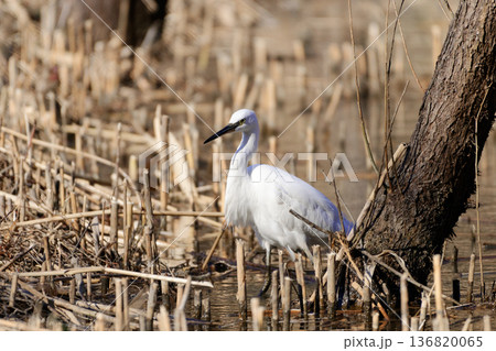 冬の水辺 サギ科コサギの採食 136820065