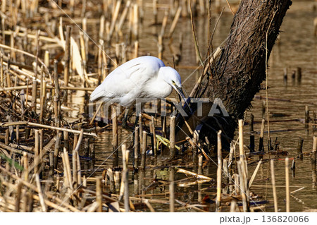 冬の水辺 サギ科コサギの採食 136820066