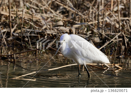 冬の水辺 サギ科コサギの採食 136820071