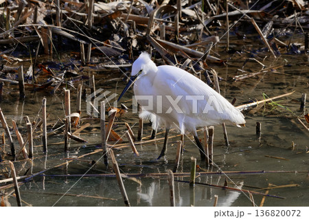 冬の水辺 サギ科コサギの採食 冬の水辺 サギ科コサギの採食 136820072