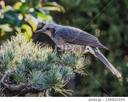 庭の来訪者 ヒヨドリのポートレート 庭の来訪者 ヒヨドリのポートレート 136820164
