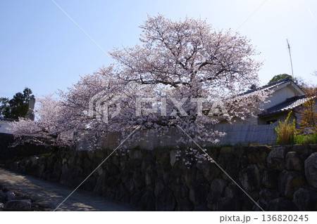 兵庫県淡路市　桜の咲く時期の志筑武道館 136820245