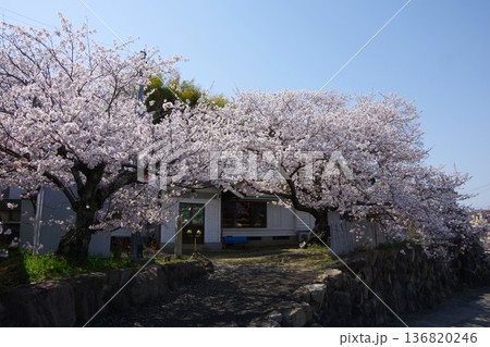 兵庫県淡路市 桜の咲く時期の志筑武道館 兵庫県淡路市 桜の咲く時期の志筑武道館 136820246