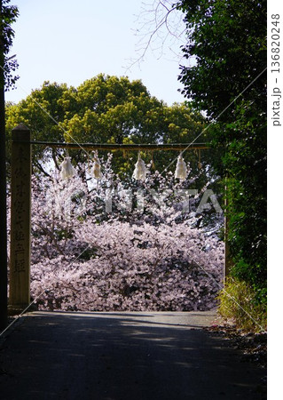 兵庫県淡路市　桜の咲く時期の志筑八幡神社 136820248