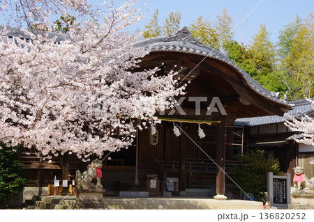 兵庫県淡路市　桜の咲く時期の志筑八幡神社 136820252