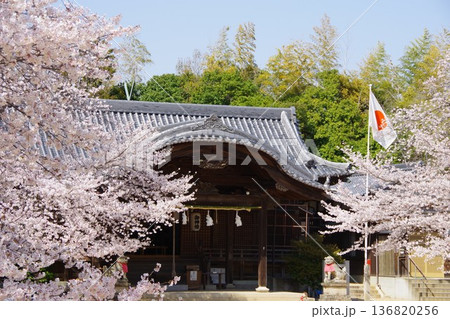 兵庫県淡路市　桜の咲く時期の志筑八幡神社 136820256