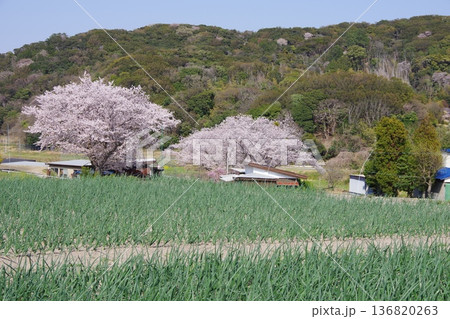 兵庫県洲本市　玉ねぎ畑と桜の木 136820263