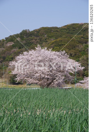 兵庫県洲本市　玉ねぎ畑と桜の木 136820265