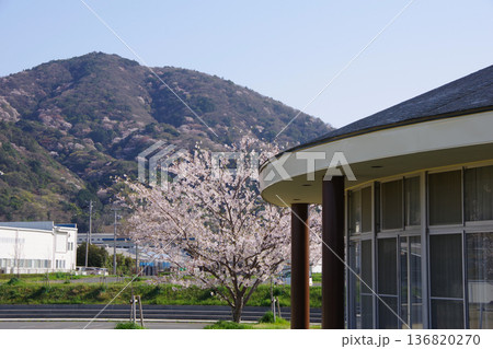 兵庫県洲本市 桜の時期の城戸アグリ公園 兵庫県洲本市 桜の時期の城戸アグリ公園 136820270