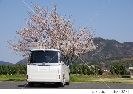 ドライブイメージ　桜 136820271