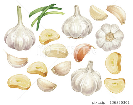 水彩風のにんにくイラスト 水彩風のにんにくイラスト 136820301