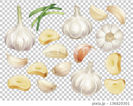 水彩風のにんにくイラスト 水彩風のにんにくイラスト 136820301