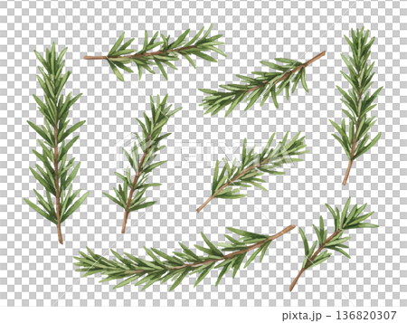 水彩風格的迷迭香插圖 136820307