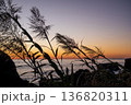 晩秋の室戸岬、草陰から見る日の名残り 136820311