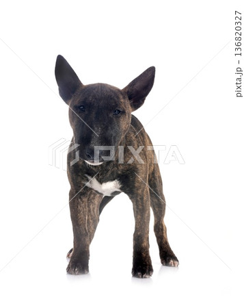miniature bull terrier in studio 136820327