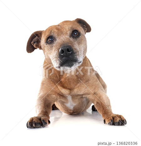 staffordshire bull terrier staffordshire bull terrier 136820336