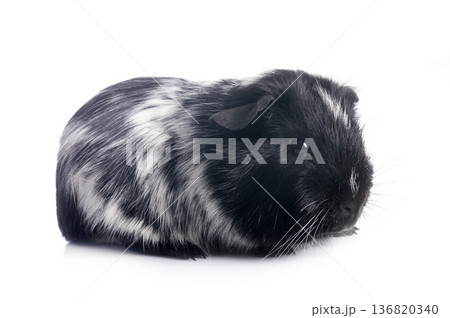 guinea pig in studio guinea pig in studio 136820340