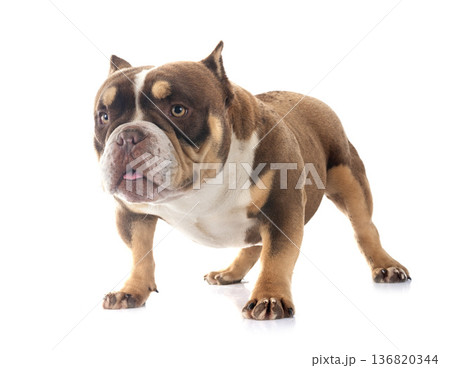 bully in studio bully in studio 136820344