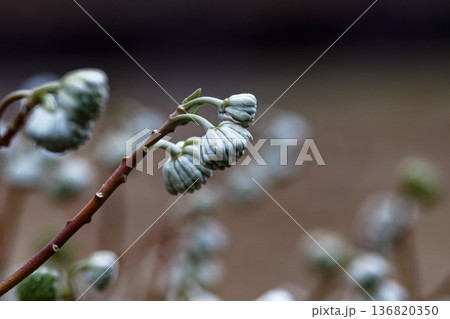 ジンチョウゲ科ミツマタの花蕾 136820350