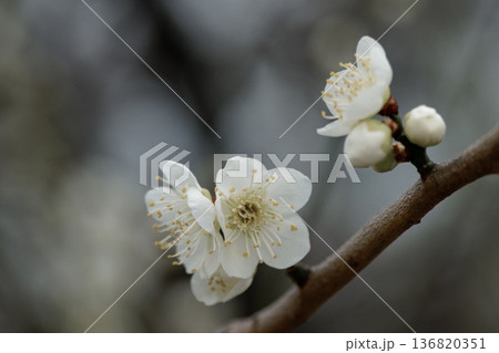 白梅開花 白梅開花 136820351