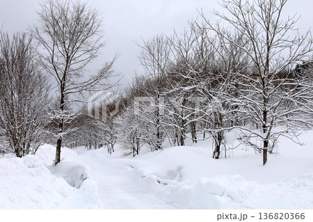 二月の北海道、大雪山山系、旭岳の麓、上川町に広がる雪の森、極寒の北海道で雪景色を楽しむ。雪景色 136820366