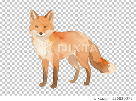 水彩狐狸插圖 136820375