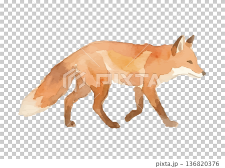 Watercolor fox illustration 136820376