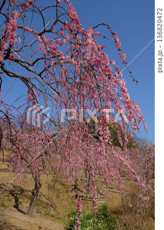 見頃を迎えた於大公園の梅 見頃を迎えた於大公園の梅 136820472
