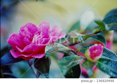 雨露のサザンカの花 クローズアップ｜自然背景・フィルム写真デジタル化 136820498