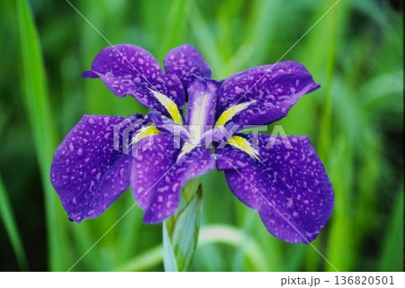 雨露の花菖蒲(あやめ)クローズアップ|紫の花・自然背景・フィルム写真デジタル化 雨露の花菖蒲(あやめ)クローズアップ|紫の花・自然背景・フィルム写真デジタル化 136820501