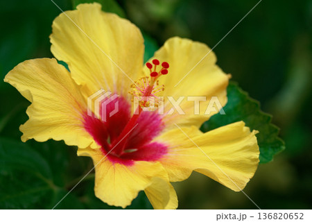 アオイ科ハイビスカスの花 アオイ科ハイビスカスの花 136820652