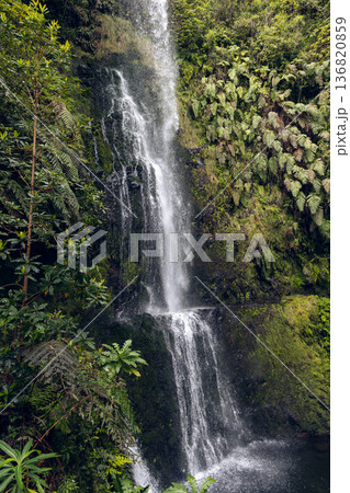 Caldeirao Verde PR9 waterfall in laurel canyon with ferns mossy cliffs and spray Caldeirao Verde PR9 waterfall in laurel canyon with ferns mossy cliffs and spray 136820859