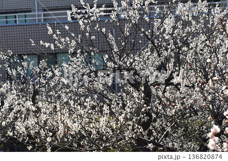 梅の花が咲き乱れる 梅の花が咲き乱れる 136820874