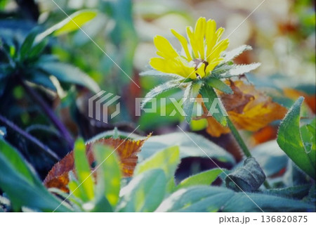 秋の野花 黄色い小さな花と落ち葉|自然背景素材・フィルム写真デジタル化 秋の野花 黄色い小さな花と落ち葉|自然背景素材・フィルム写真デジタル化 136820875