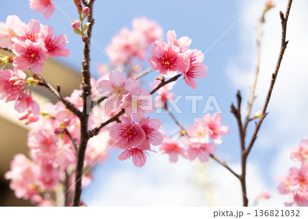 桜 桜 136821032
