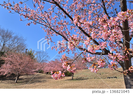 中川八幡山公園　満開の河津桜 136821045