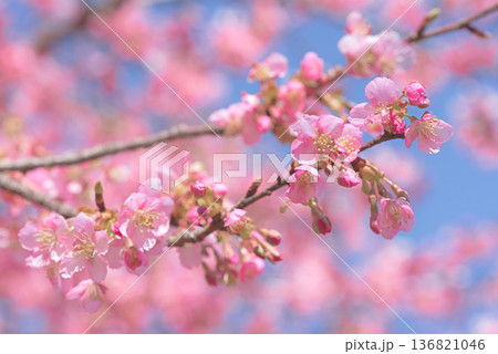 満開の河津桜 136821046
