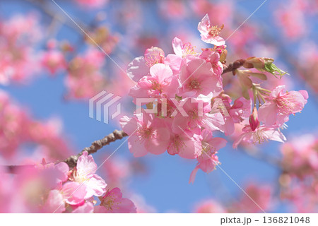 満開の河津桜 136821048