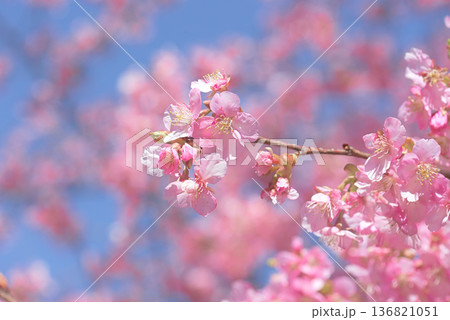 満開の河津桜 136821051